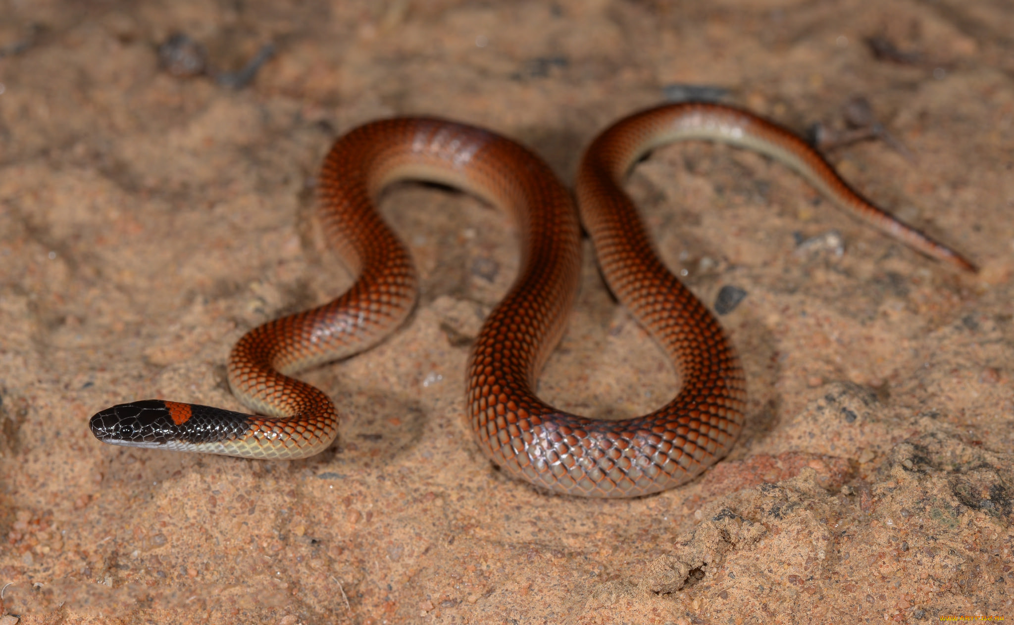 red-naped snake, , ,  ,  , 